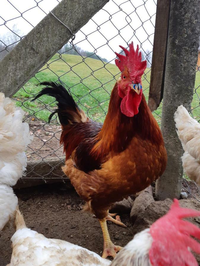 Sodyba Vieversyne Duokiskis Dış mekan fotoğraf